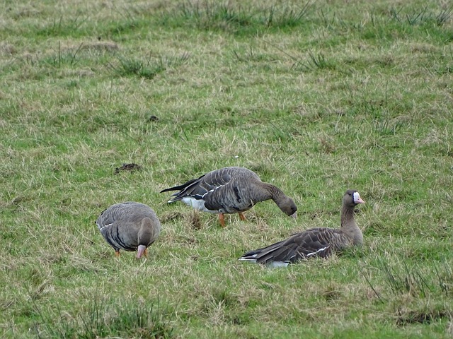 作为一名在 作为一名在